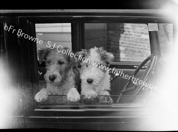 2 PUPS ON CAR WINDOW